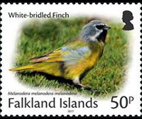 Isole Falkland 2017 - serie Uccelli: 50 p
