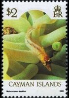 Cayman islands 1986 - set Sealife: 2 $